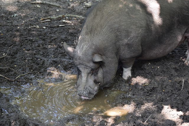 探讨中国女 探讨中国女